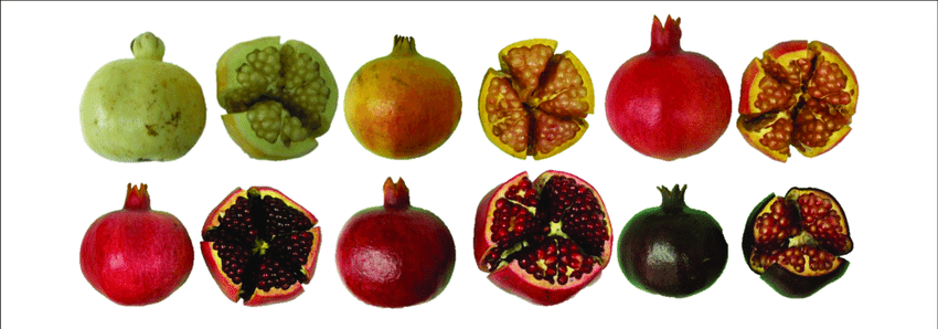 Pomegranate varieties